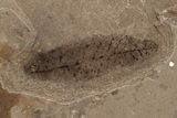 Fossil Leaf (Decodon?) - McAbee, BC #237723-2